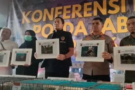 Polda Jabar Bongkar Sindikat Perdagangan Elang Dilindungi, 14 Burung Langka Diselamatkan Ditreskrimsus Polda Jabar membongkar perdagangan satwa dilindungi di Indramayu dan menyelamatkan 14 ekor burung elang dari berbagai jenis.