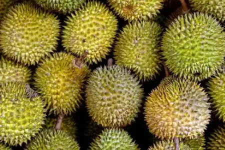 Ilustrasi buah durian