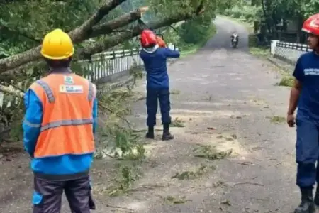 Damkarmat Bojonegoro evakuasi pohon tumbang di jalur Ngambon–Tobo, Desa Sendangrejo. Akses kembali normal, PLN turut amankan jaringan listrik.
