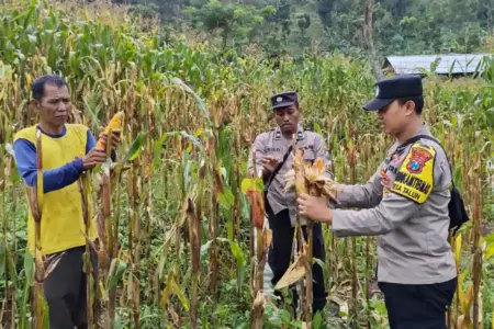 Polres Ponorogo Dampingi Petani Kelola 1.825 Hektare Lahan Jagung, Perkuat Swasembada Pangan Nasional Polres Ponorogo mendampingi petani mengelola 1.825 hektare lahan jagung untuk mendukung swasembada pangan dan ketahanan pangan nasional.