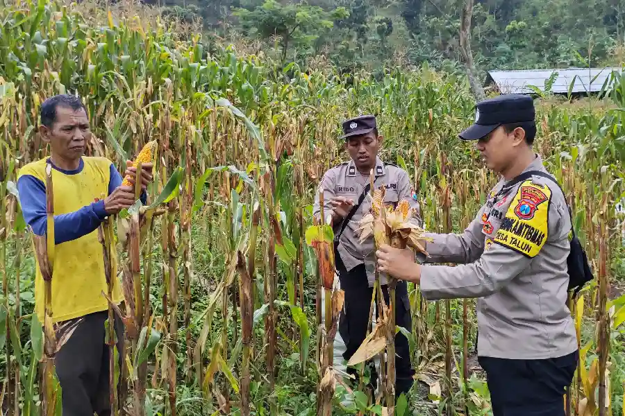 Polres Ponorogo Dampingi Petani Kelola 1.825 Hektare Lahan Jagung, Perkuat Swasembada Pangan Nasional Polres Ponorogo mendampingi petani mengelola 1.825 hektare lahan jagung untuk mendukung swasembada pangan dan ketahanan pangan nasional.