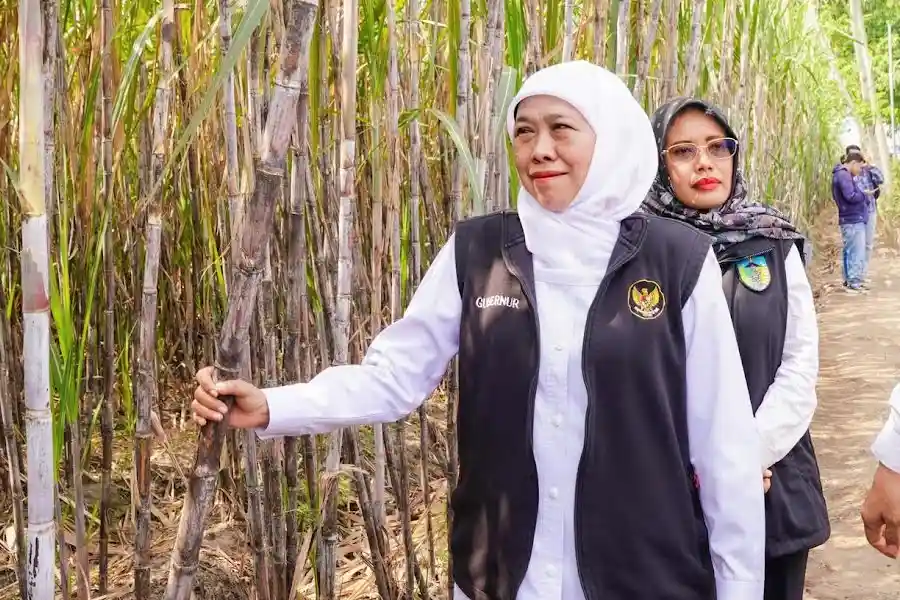 Gubernur Khofifah memimpin tanam perdana bongkar ratoon tebu di Kediri sebagai langkah memperkuat swasembada gula nasional 2026.