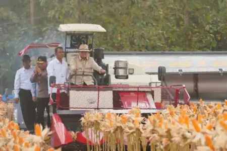 Presiden Prabowo dan Kapolri Panen Raya Jagung di Tuban, Perkuat Gudang Pangan Nasional Presiden Prabowo dan Kapolri menghadiri panen raya jagung nasional di Tuban sekaligus groundbreaking gudang pangan Polri.