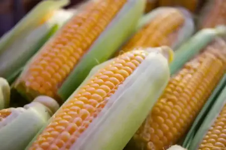 Manfaat Jagung untuk Kesehatan: Terbukti Ilmiah, Stabilkan Gula Darah hingga Jaga Ilustrasi jagung (foto: Wouter Supardi Salari/unsplash)