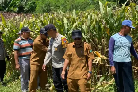 Polresta Sidoarjo mendampingi petani mengelola jagung hibrida di Balongbendo guna mendukung swasembada dan ketahanan pangan nasional.