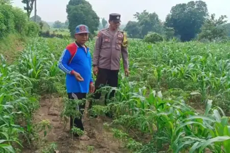 Bhabinkamtibmas Desa Mojolebak menyambangi lahan jagung warga dan mengajak petani meningkatkan perawatan tanaman demi mendukung ketahanan pangan.