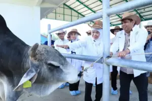 Gubernur Khofifah Apresiasi BBIB Singosari Kembangkan Semen Beku Wagyu dan Belgian Blue, Optimistis Swasembada Daging Gubernur Khofifah mengapresiasi BBIB Singosari yang mengembangkan semen beku Wagyu dan Belgian Blue untuk mendukung swasembada daging nasional.