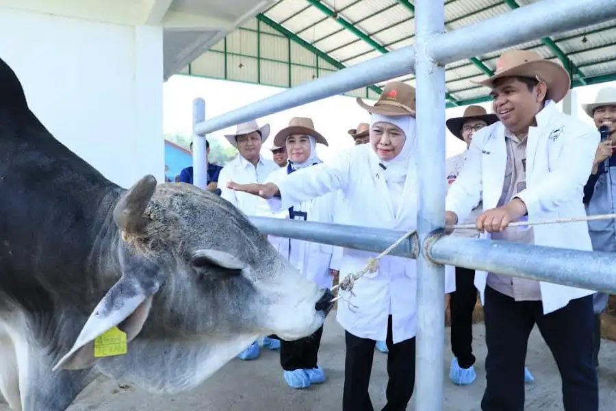 Gubernur Khofifah mengapresiasi BBIB Singosari yang mengembangkan semen beku Wagyu dan Belgian Blue untuk mendukung swasembada daging nasional.