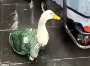 Merlin, Bebek Berjersey Meksiko yang Mendadak Jadi Maskot Tak Resmi Piala Dunia 2026 informasi terkini di Jawa Timur