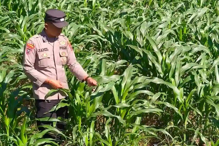 Polsek Pacet mendampingi petani jagung di Mojokerto sekaligus menyosialisasikan standar harga Bulog guna mendukung ketahanan pangan nasional.